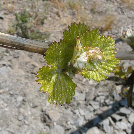 Weinhotel Hubertus Garni Klotten Buitenkant foto