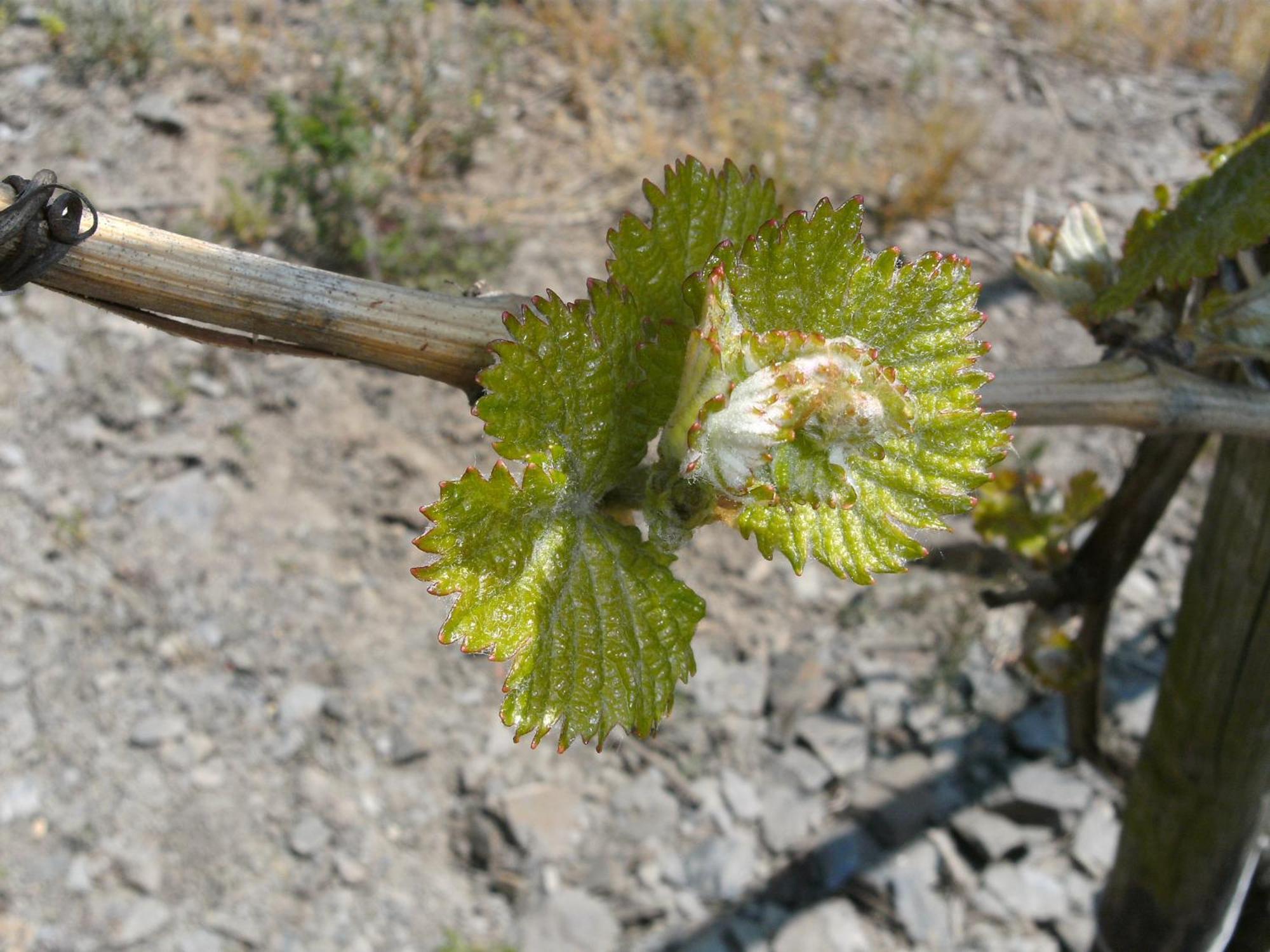 Weinhotel Hubertus Garni Klotten Buitenkant foto
