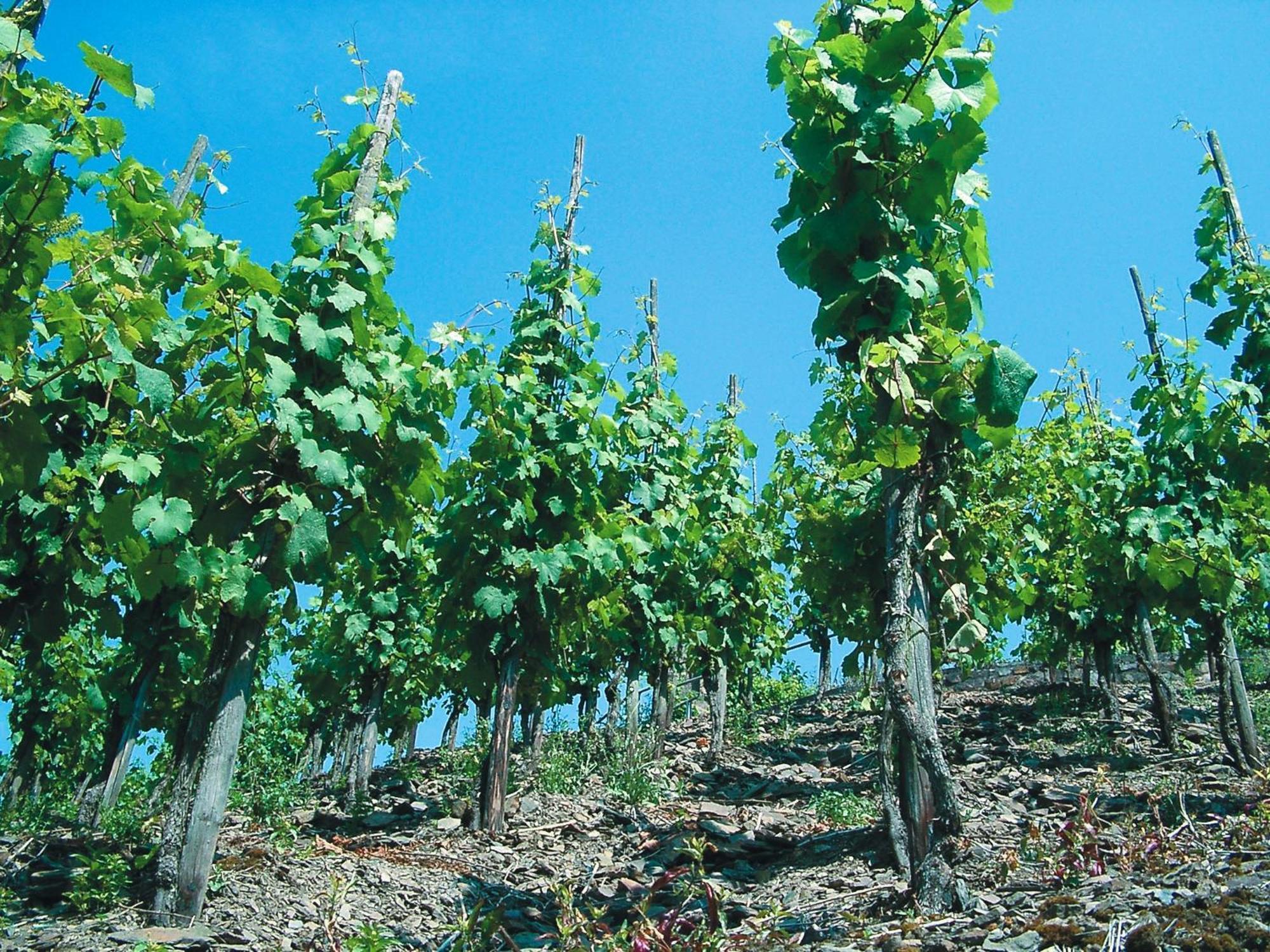Weinhotel Hubertus Garni Klotten Buitenkant foto