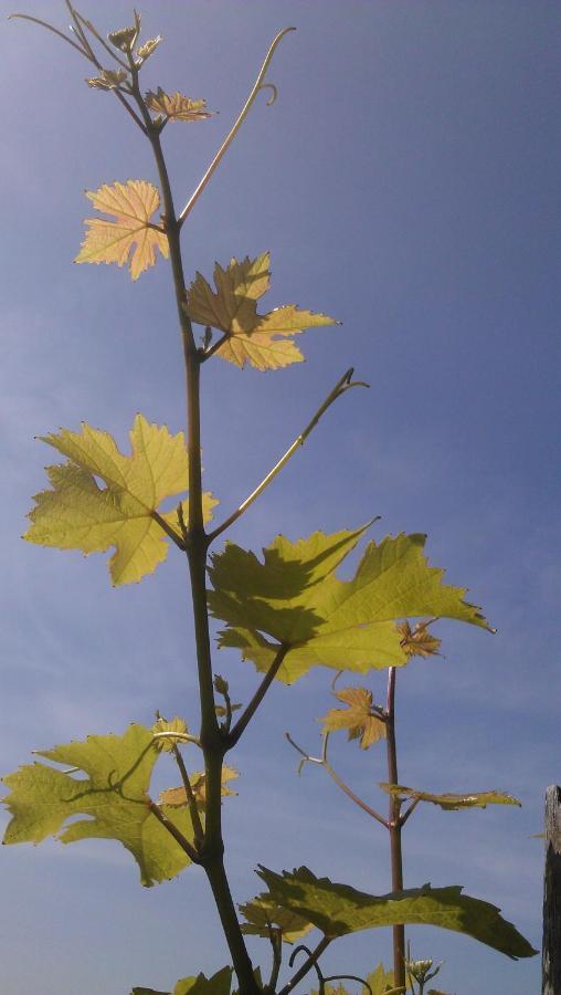 Weinhotel Hubertus Garni Klotten Buitenkant foto