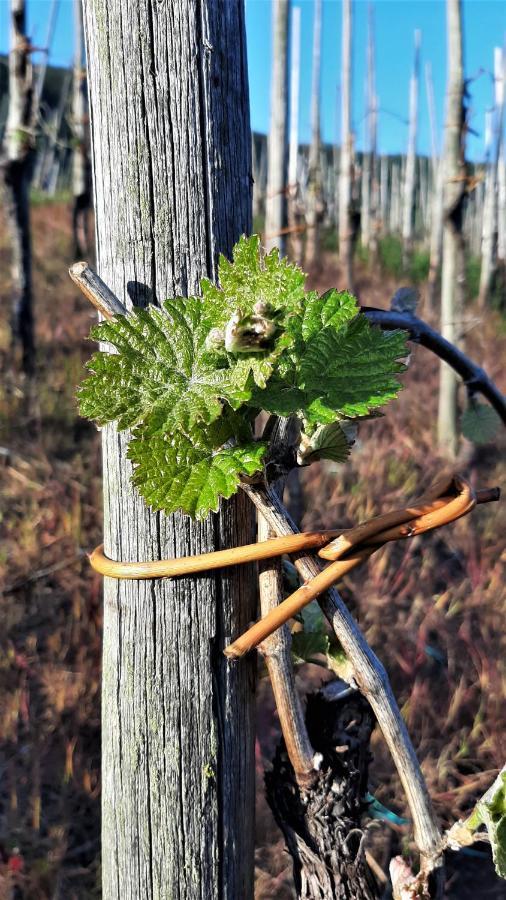 Weinhotel Hubertus Garni Klotten Buitenkant foto